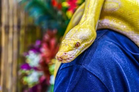 Albino burmese python Stock Photos
