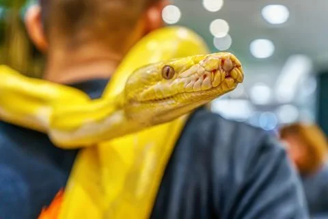 Albino burmese python 스톡 사진