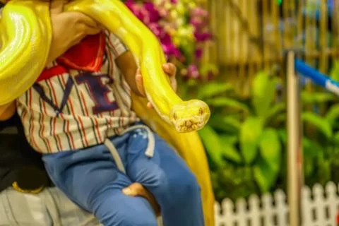 Albino burmese python Stock Photos