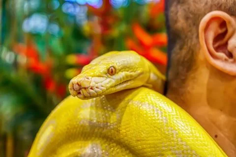 Albino burmese python 스톡 사진