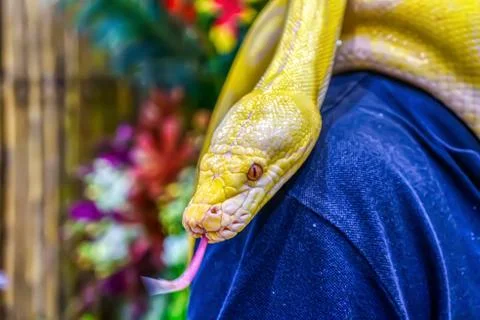Albino burmese python 스톡 사진