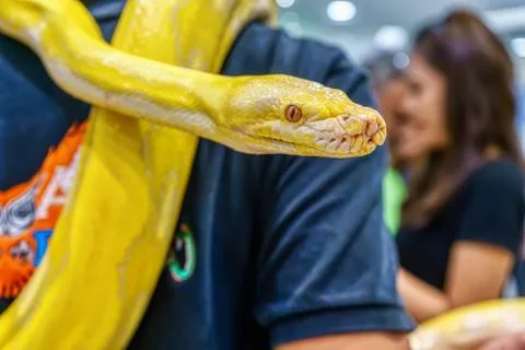 Albino burmese python 写真素材