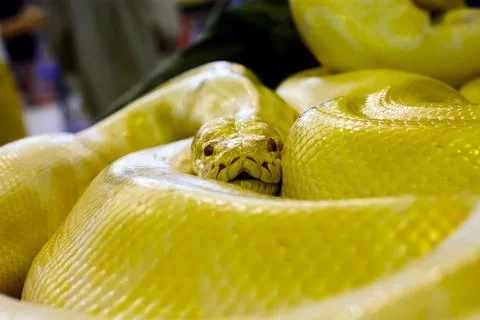 Albino Burmese python 写真素材