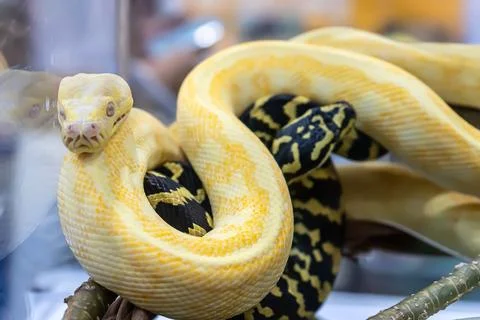 Albino burmese python Stock-Fotos