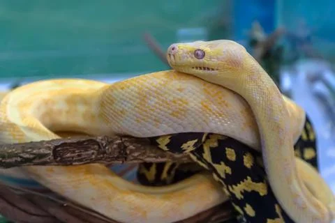 Albino burmese python Stock-Fotos