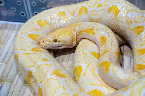 Albino burmese python Foto stock