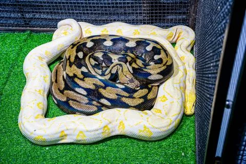 Albino burmese python Stock Photos