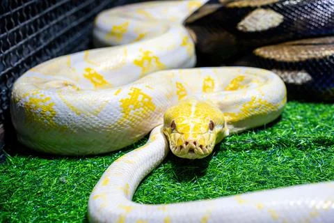 Albino burmese python Stock Photos