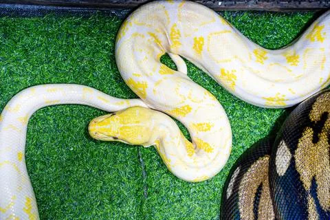 Albino burmese python Photos