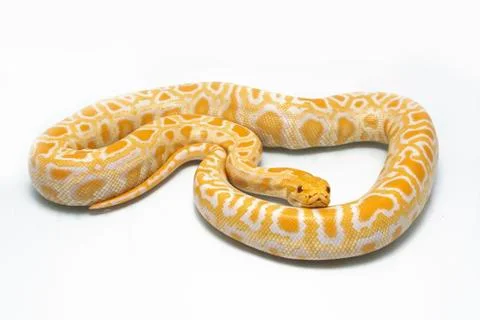 Albino Burmese Python (Python molurus bivittatus) isolated on white background Photos
