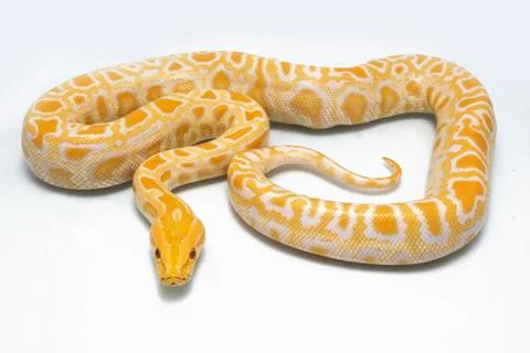 Albino Burmese Python (Python molurus bivittatus) isolated on white background Photos
