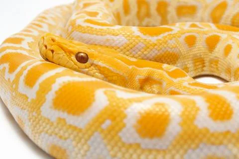 Albino Burmese Python (Python molurus bivittatus) isolated on white background Photos