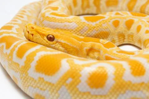 Albino Burmese Python (Python molurus bivittatus) isolated on white background Stock Photos
