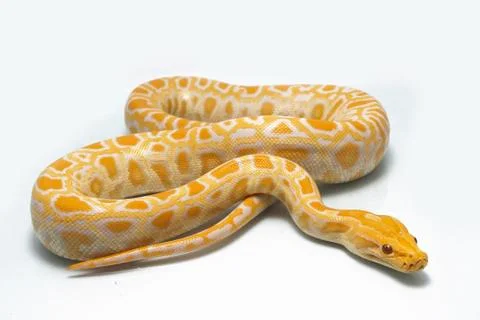 Albino Burmese Python (Python molurus bivittatus) isolated on white background Photos