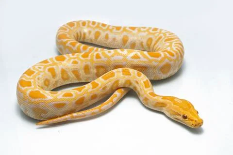 Albino Burmese Python (Python molurus bivittatus) isolated on white background 写真素材