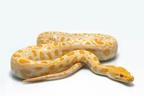 Albino Burmese Python (Python molurus bivittatus) isolated on white background Foto stock