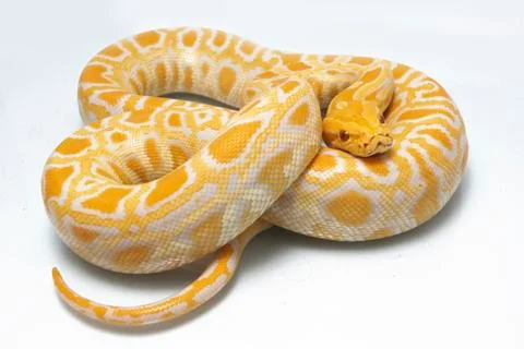 Albino Burmese Python (Python molurus bivittatus) isolated on white background Photos