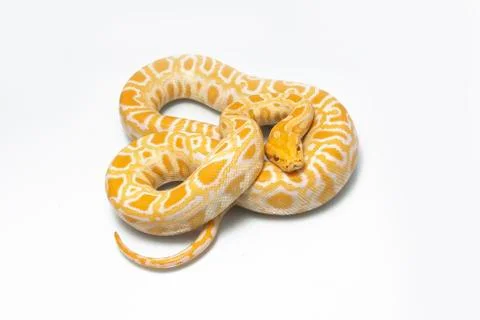 Albino Burmese Python (Python molurus bivittatus) isolated on white background Photos