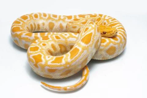 Albino Burmese Python (Python molurus bivittatus) isolated on white background Stock Photos