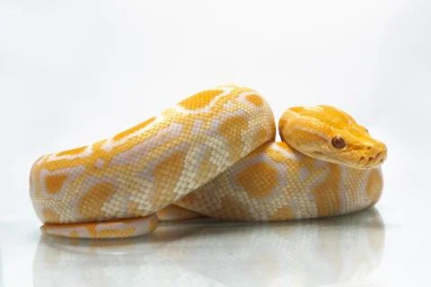 Albino Burmese Python (Python molurus bivittatus) isolated on white background Photos