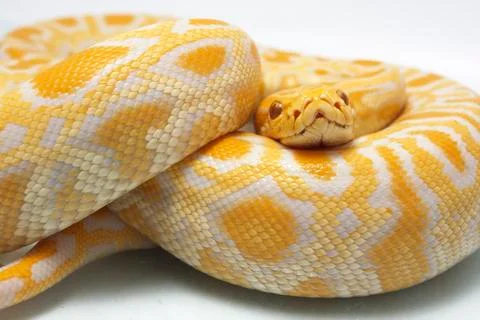 Albino Burmese Python (Python molurus bivittatus) isolated on white background Photos
