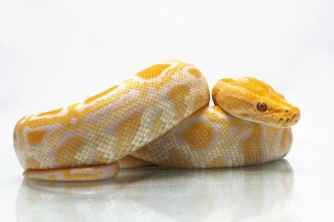 Albino Burmese Python (Python molurus bivittatus) isolated on white background Photos