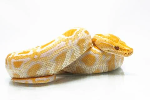 Albino Burmese Python (Python molurus bivittatus) isolated on white background Stock Photos