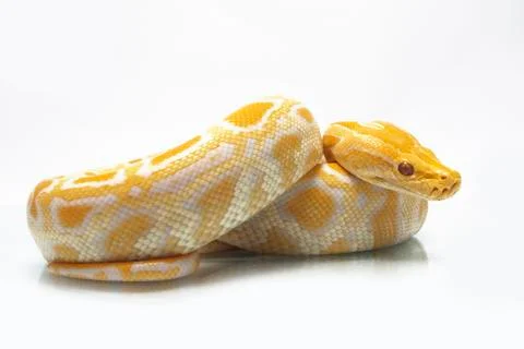 Albino Burmese Python (Python molurus bivittatus) isolated on white background Photos