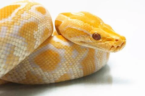 Albino Burmese Python (Python molurus bivittatus) isolated on white background Photos
