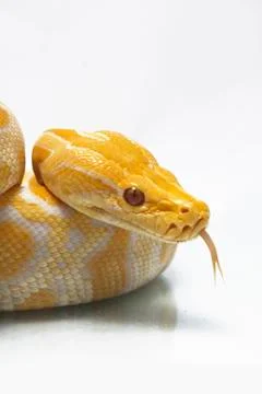 Albino Burmese Python (Python molurus bivittatus) isolated on white background Stock Photos