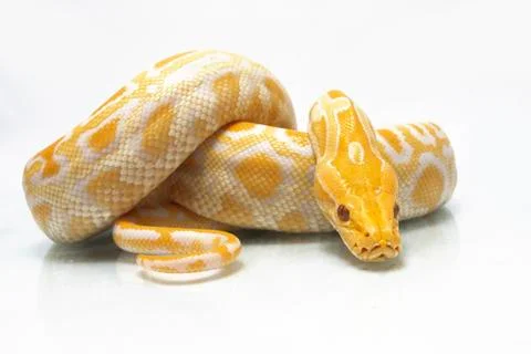 Albino Burmese Python (Python molurus bivittatus) isolated on white background 스톡 사진