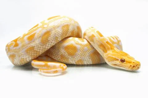 Albino Burmese Python (Python molurus bivittatus) isolated on white background Stock Photos