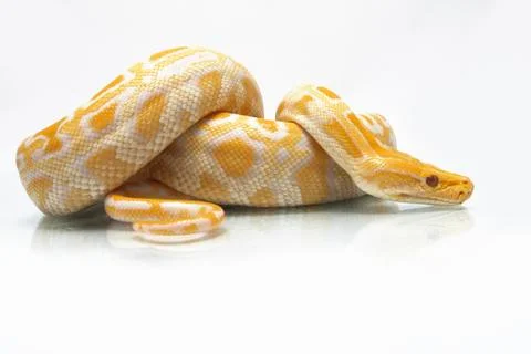 Albino Burmese Python (Python molurus bivittatus) isolated on white background 스톡 사진