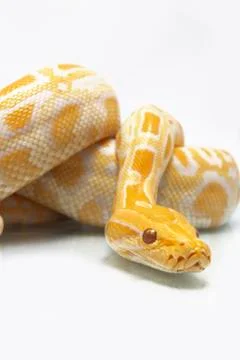 Albino Burmese Python (Python molurus bivittatus) isolated on white background Photos