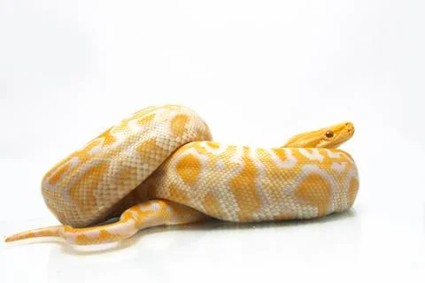 Albino Burmese Python (Python molurus bivittatus) isolated on white background Photos