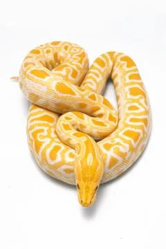 Albino Burmese Python (Python molurus bivittatus) isolated on white background Photos