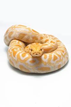 Albino Burmese Python (Python molurus bivittatus) isolated on white background Photos