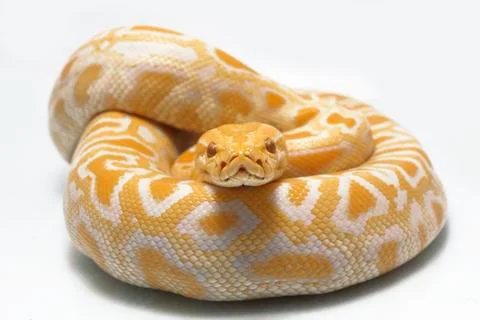 Albino Burmese Python (Python molurus bivittatus) isolated on white background Stock Photos
