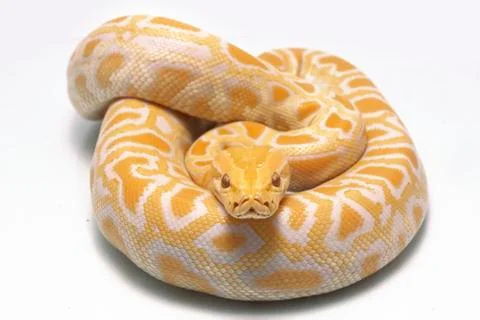 Albino Burmese Python (Python molurus bivittatus) isolated on white background Photos