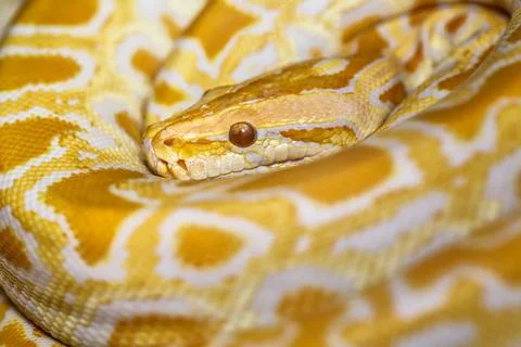 Albino Burmese Python (Python molurus bivittatus)A large non-toxic snake from Photos