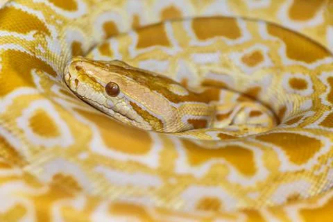 Albino Burmese Python (Python molurus bivittatus)A large non-toxic snake from Stock-Fotos