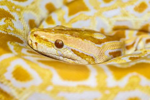 Albino Burmese Python (Python molurus bivittatus)A large non-toxic snake from Stock-Fotos