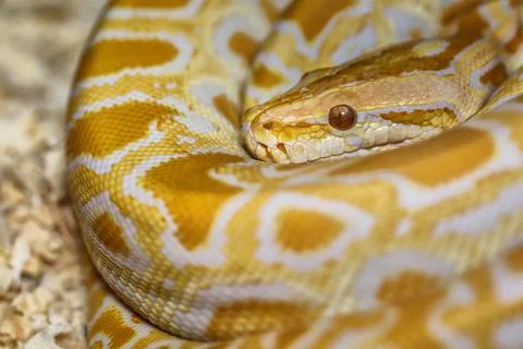 Albino Burmese Python (Python molurus bivittatus)A large non-toxic snake from Stock-Fotos