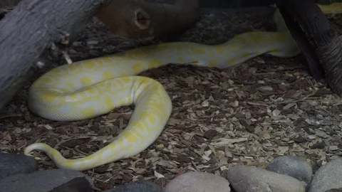Albino Burmese Python (Reptile) Video stock 89308548