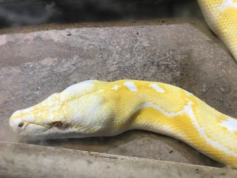 Albino Burmese Python (Reptile) Photos