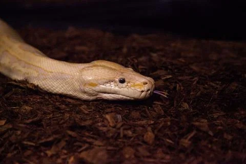 Albino Burmese python snake Python bivittatus 写真素材