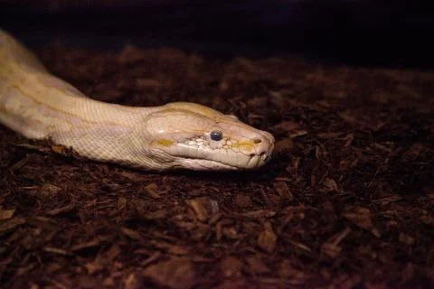 Albino Burmese python snake Python bivittatus 写真素材