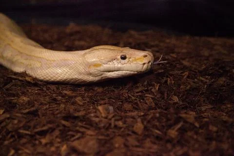 Albino Burmese python snake Python bivittatus Foto stock