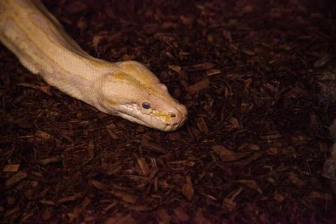 Albino Burmese python snake Python bivittatus 写真素材