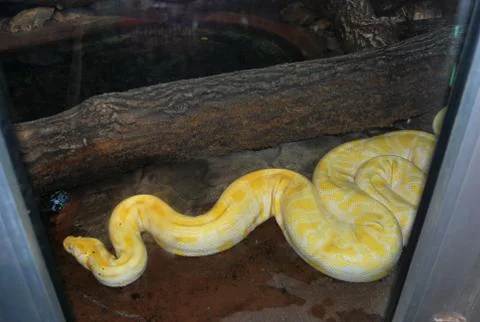 Albino Burmese Python in zoo Foto stock
